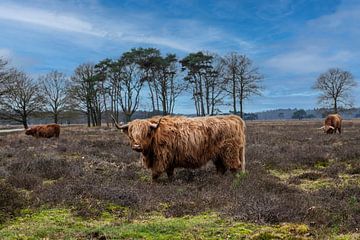 Highlander koe tussen de Heideplanten. van Brian Morgan