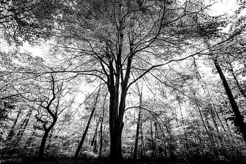 Boom in het Zwart Wit