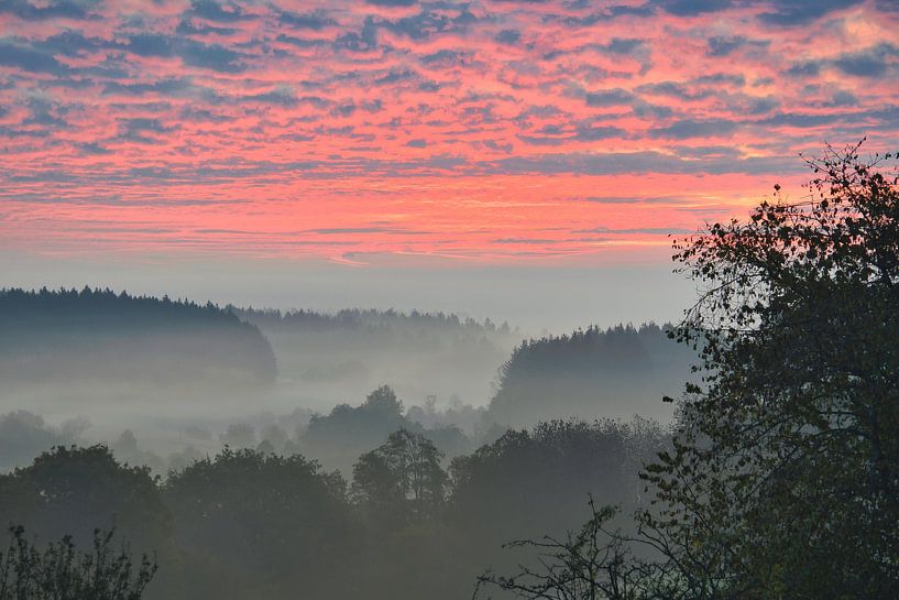 Arbres dans la forêt dans le brouillard au lever du soleil par Martin Köbsch