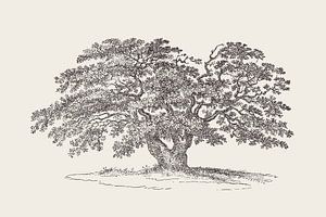 Wide Oak Tree Drawing