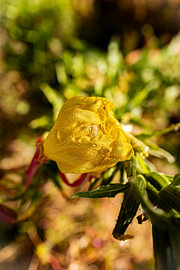 Fleur jaune avec des gouttes d'eau sur TasosNik Photography