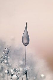 Macro - Water flame by Angelique Brunas