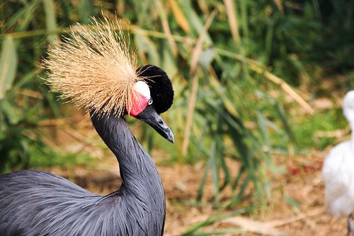 Vogel mit schönem Haar
