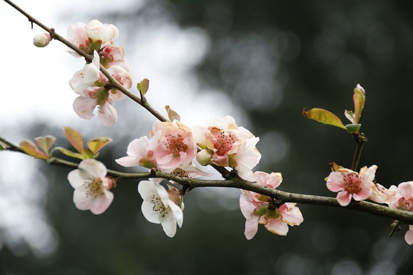 Bloesem par Nikki Ickx