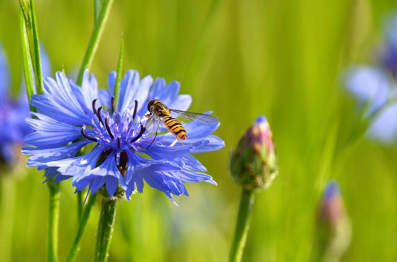 Cornflower by Violetta Honkisz