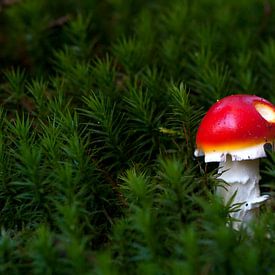 rood-wit van Franc Wiedenhoff