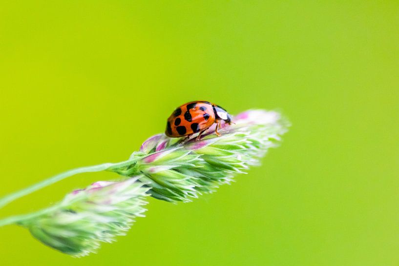 Glücksbringer-Marienkäfer für Deine Wand! von Your Happy Life