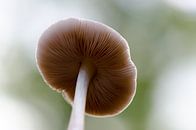 Pilz von Mark Bolijn Miniaturansicht