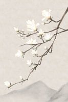 Magnolie