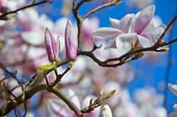Blühende Magnolie