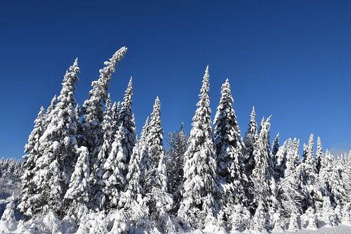 Een besneeuwd bos na de storm