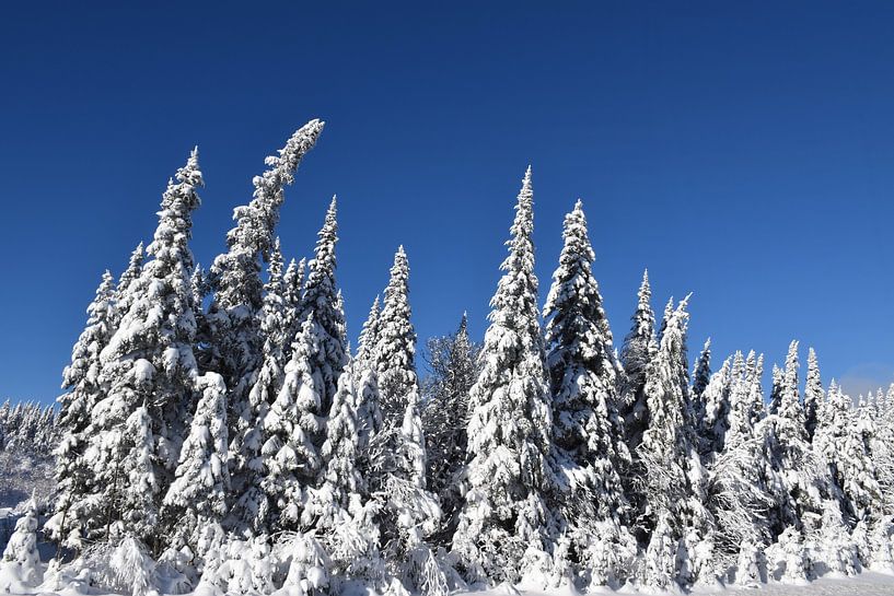 A snowy forest after the storm by Claude Laprise