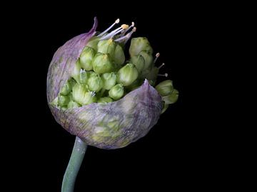 Bloemknop van Allium obliquum van Bartel van den Berg