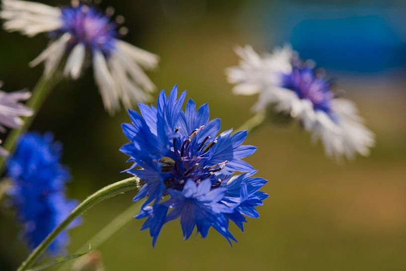 Das kräftige Blau der Kornblume von Jolanda de Jong-Jansen