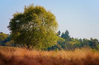 Nederlandse wildernis van Jaap Kloppenburg thumbnail