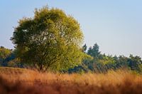 Dutch Wilderness