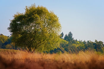 Dutch Wilderness