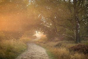 Magische Atmosphäre in den Mooren
