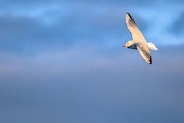 Meeuw in de vlucht van Photoart-Naegele