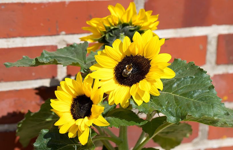 Sunflower by Bo Valentino
