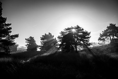 Sonnenaufgang auf der Veluwe