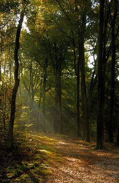 Herfststralen van 28Art - Yorda