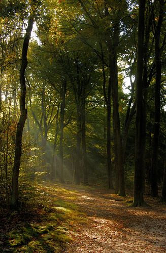 Herfststralen