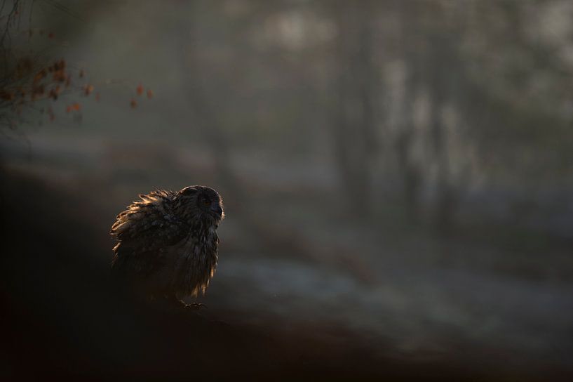 Chouette aigle ( Bubo bubo ) assise tôt le matin aux premières lueurs du jour, photo en contre-jour, par wunderbare Erde