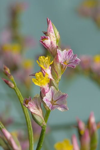 Le printemps ! Des fleurs aux couleurs gaies sur Marjolijn van den Berg