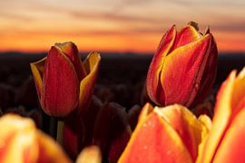 Overlooking the rising sun by StephanvdLinde