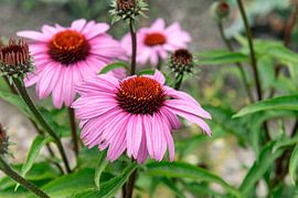 Echinacea