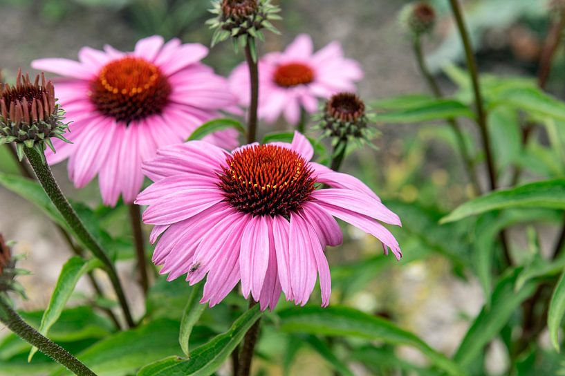 Echinacea by Richard Wareham