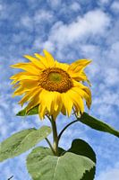 A sunflower under a blue sky