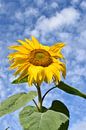 A sunflower under a blue sky by Claude Laprise thumbnail