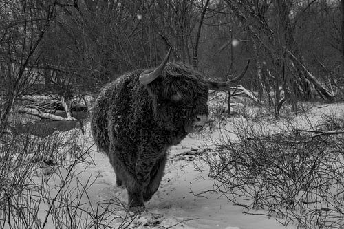 Schotse hooglander in de sneeuw