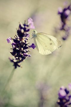 Lavender dreams van LHJB Photography