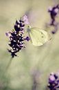 Lavender dreams van LHJB Photography thumbnail
