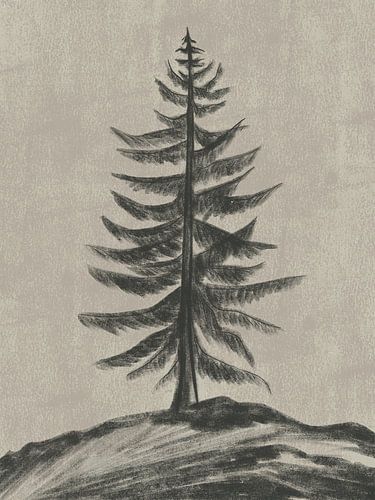 Arbre à feuilles persistantes