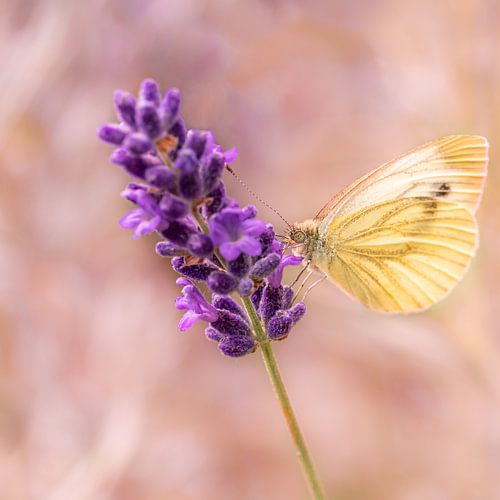 Small cabbage white butterfly on lavender
