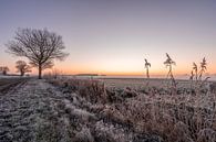 Frozen meadow during sunrise by Dafne Vos thumbnail
