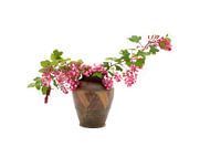 Flowering Ribes in vase