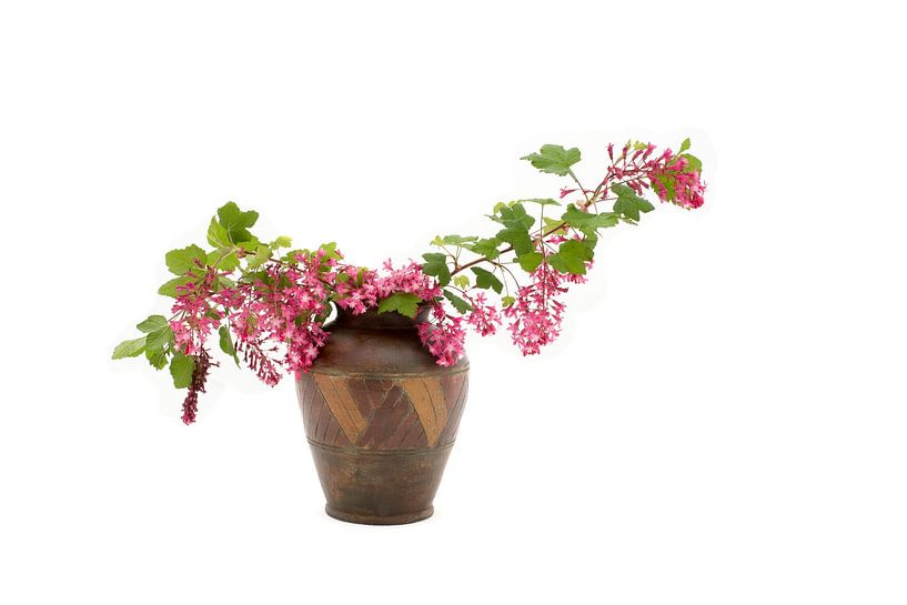Flowering Ribes in vase by Ruud Krispijn