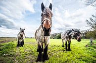 HDR Paarden in het weiland van Brian Morgan thumbnail