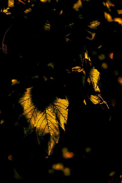 Feuille d'érable en automne par Dieter Walther