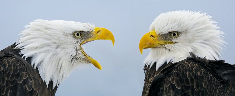 Weißkopfseeadler-Doppelporträt von Harry Eggens