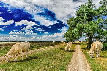 Hollands landschap - Hei en Koeien von Frank Laurens