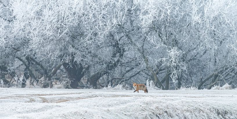 Vos in een winterlandschap  par Menno Schaefer