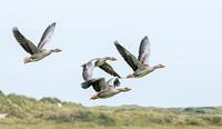 Geese