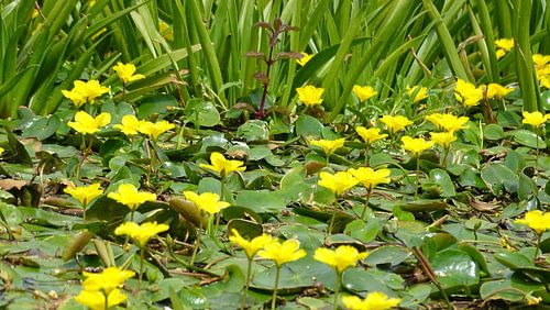 Watergentiaan en krabbescheer