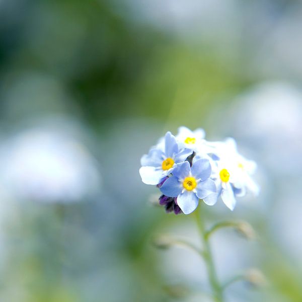 forget-me-not by maaike netten